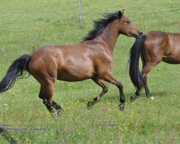 broodmare Starlight Express vom Aubachtal (Westphalian, 2009, from Stakkato's Highlight)