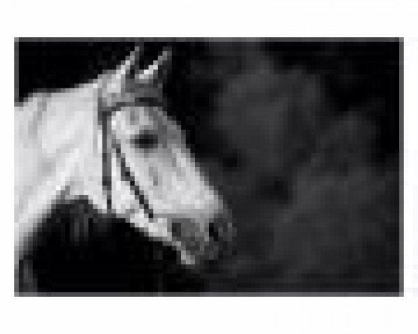 dressage horse Riesling 11 (Württemberger, 1995, from Rigobert)