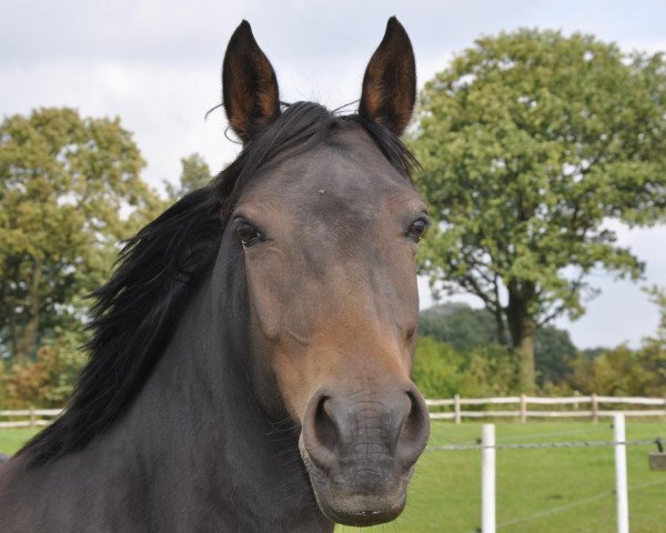 horse Ricarda (German Riding Pony, 2007, from Visconti's Dragon)