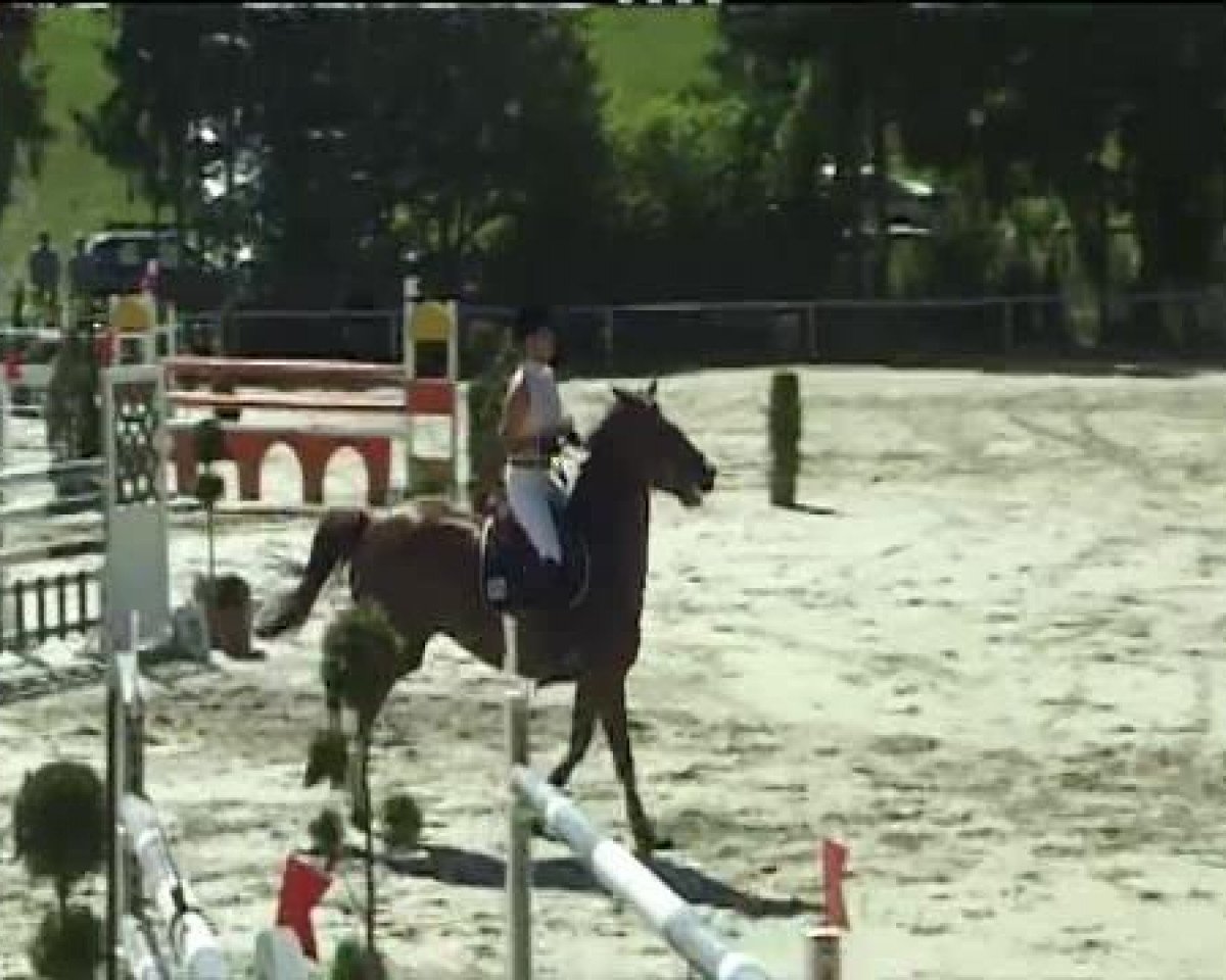 broodmare Clarissa 113 (Hanoverian, 2002, from Cordalme Z)