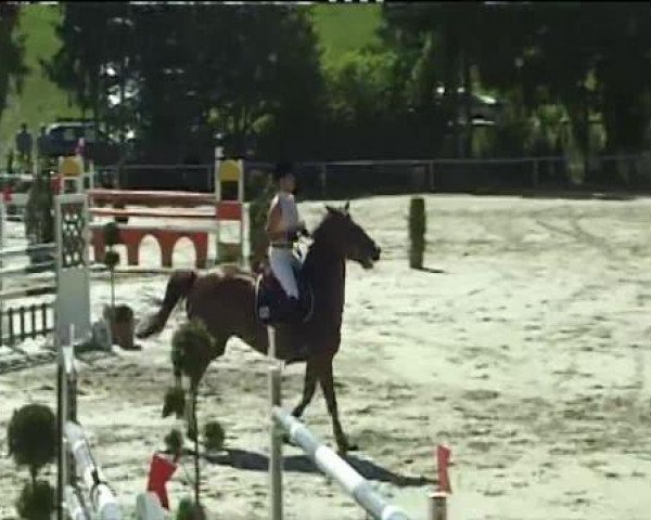 broodmare Clarissa 113 (Hanoverian, 2002, from Cordalme Z)
