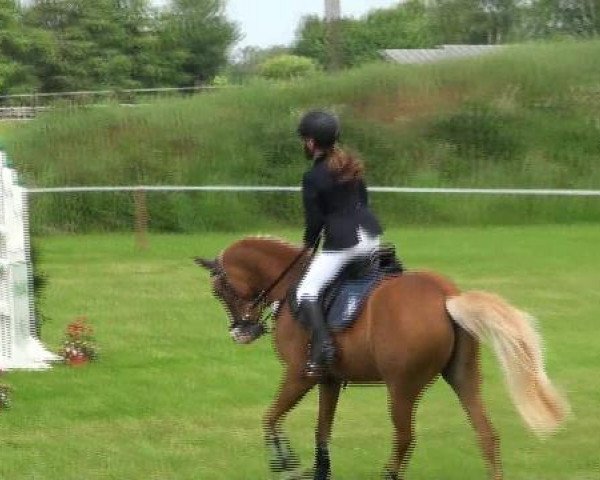 jumper Champ 77 (German Riding Pony, 1995, from Candidat)