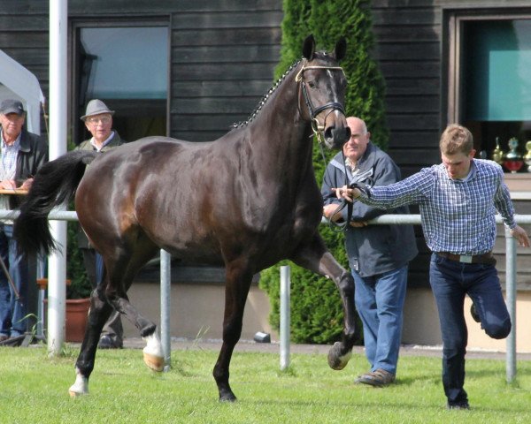broodmare Lucia (Westphalian, 2009, from Lugato)