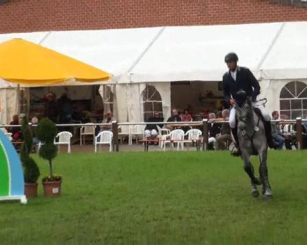 jumper Antonia Grey (Latvian Warmblood, 2007, from Antonio)