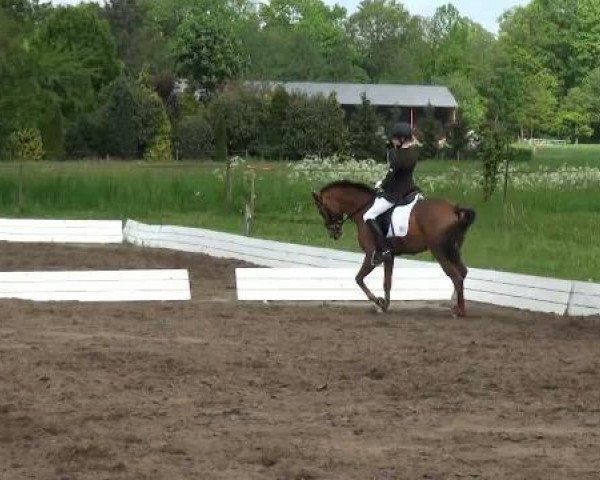 dressage horse Cyriacus (German Riding Pony, 2006, from Cyriac WE)