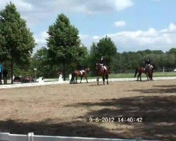 dressage horse Rosine (Hanoverian, 2002, from Rotspon)
