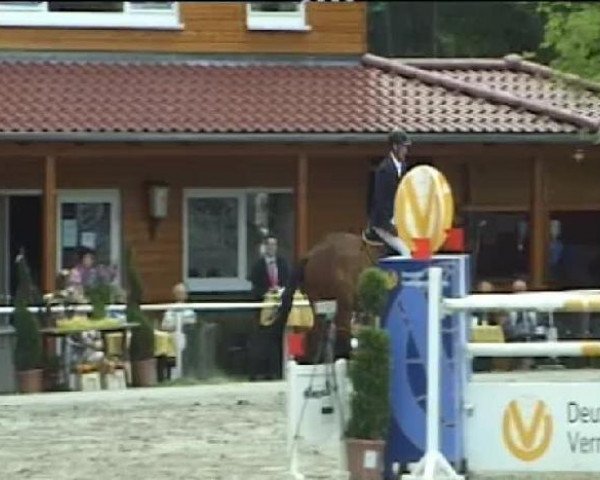 jumper Starado (Hanoverian, 2003, from Stakkato)