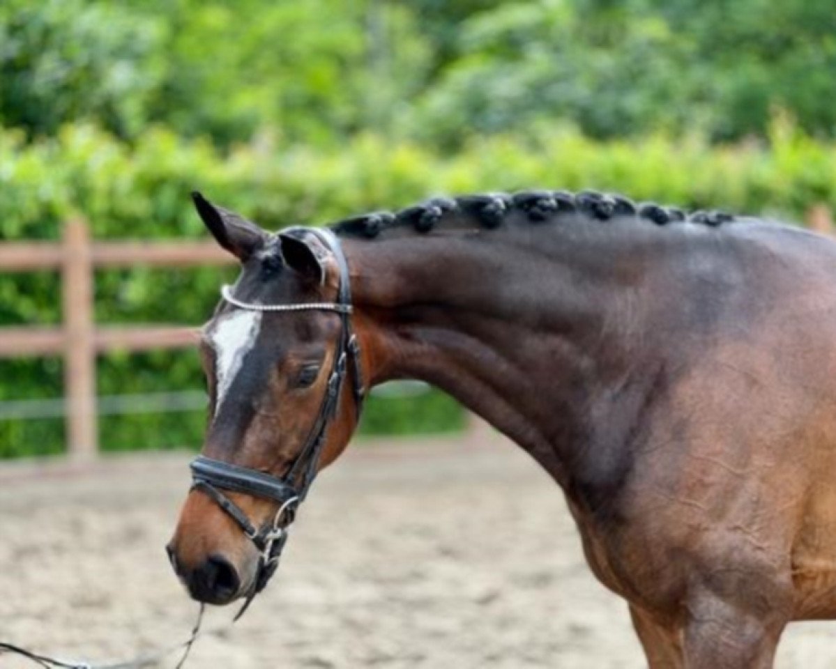 horse Forever Yours (Hanoverian, 2019, from Franziskus FRH)