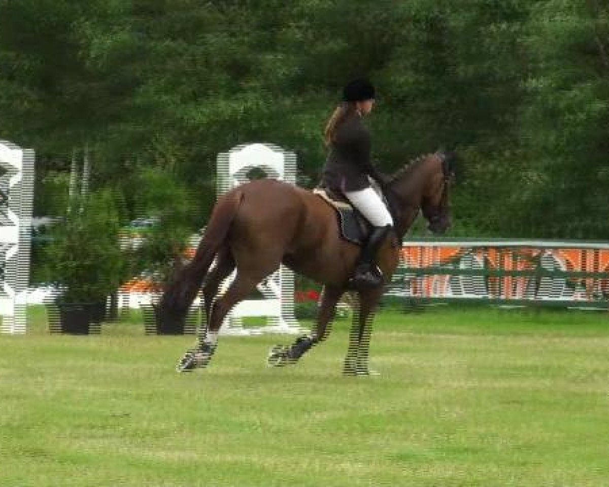 Springpferd Fox Forth Fiona (Hessisches Warmblut, 2000, von Furioso's Sohn)