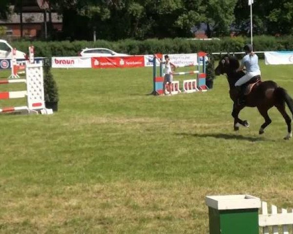 jumper Great Star (Westphalian, 2001, from Grossadmiral)