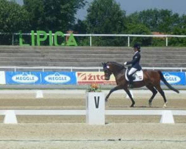 Deckhengst van Dyke B (New-Forest-Pony, 1995, von Van Gogh)