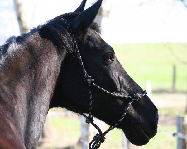 Dressurpferd Coulio G (Holsteiner, 1997, von Coriander)