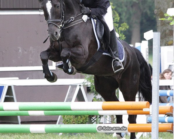 horse Domino 624 (German Riding Pony, 1995, from Diplomat)