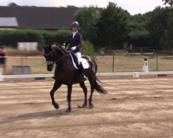 Reitturnier Halle-Seeben 2022