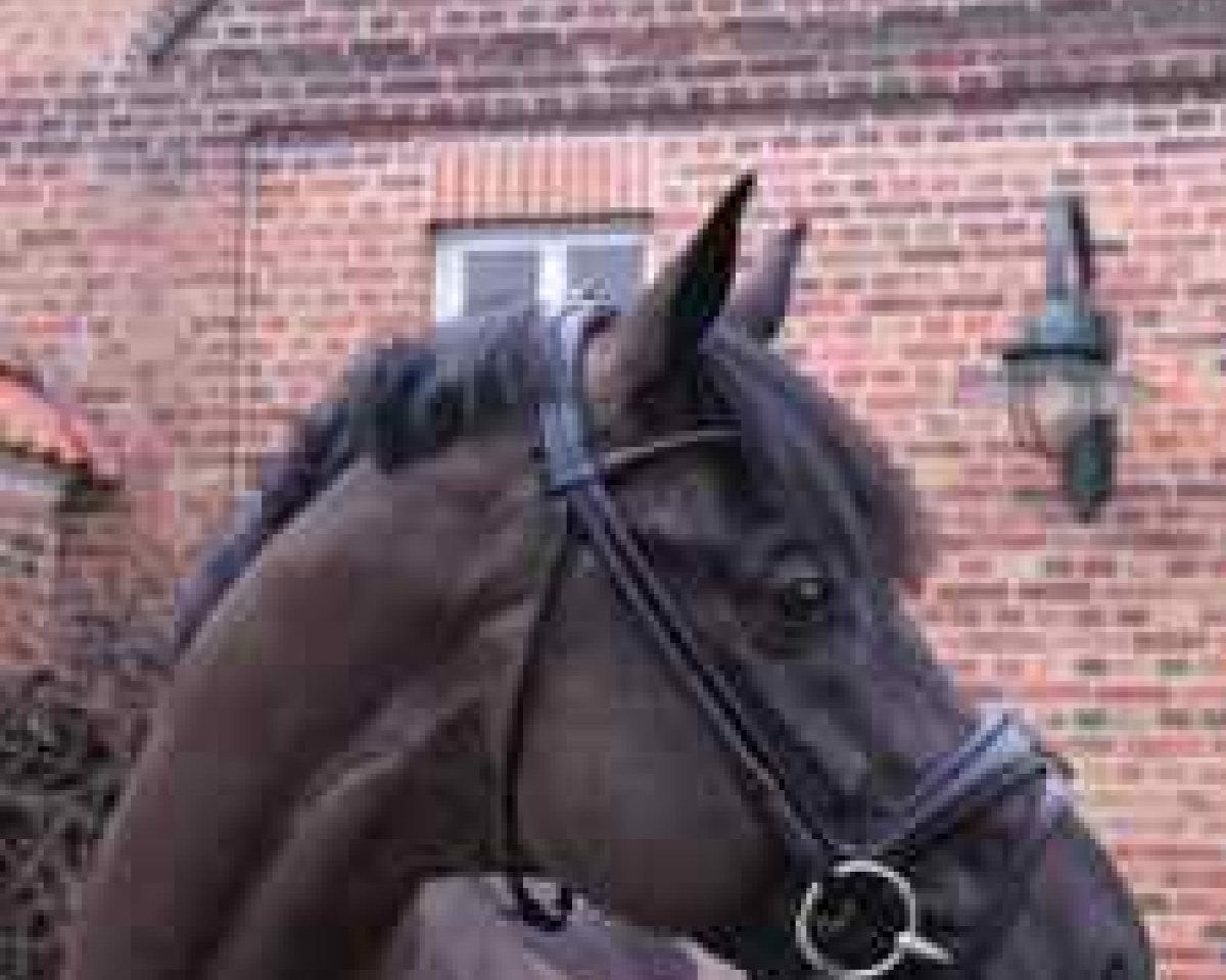 Deckhengst Rubitano (Westfale, 2004, von Rubin Royal OLD)