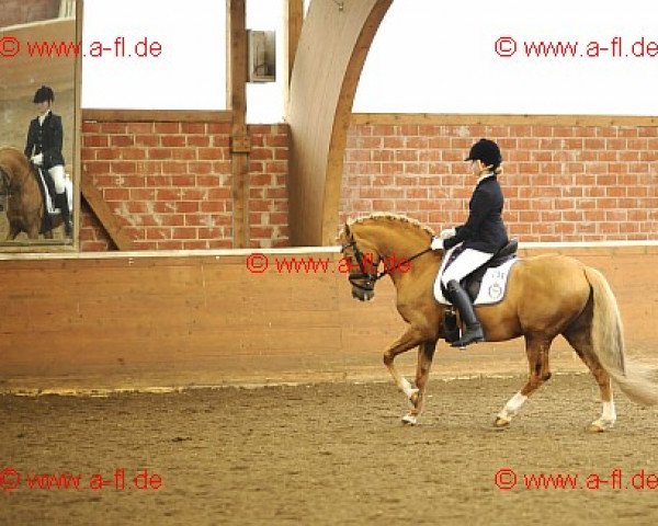 stallion Three-Stars Valino (German Riding Pony, 1998, from Dream Valvet)