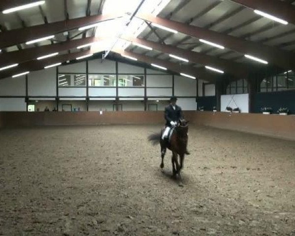 dressage horse Con Air 28 (Westphalian, 2005, from Con Capitol)
