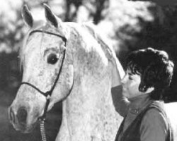 stallion Ansata Ibn Halima 1958 EAO (Arabian purebred, 1958, from Nazeer 1934 RAS)