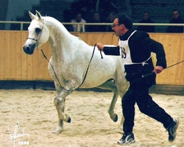 stallion El Sadeek Ibn Maysoun ox (Arabian purebred, 2001, from Maysoun 1985 ox)