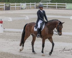 horse Lucky 007 (Hanoverian, 2005, from For Edition)