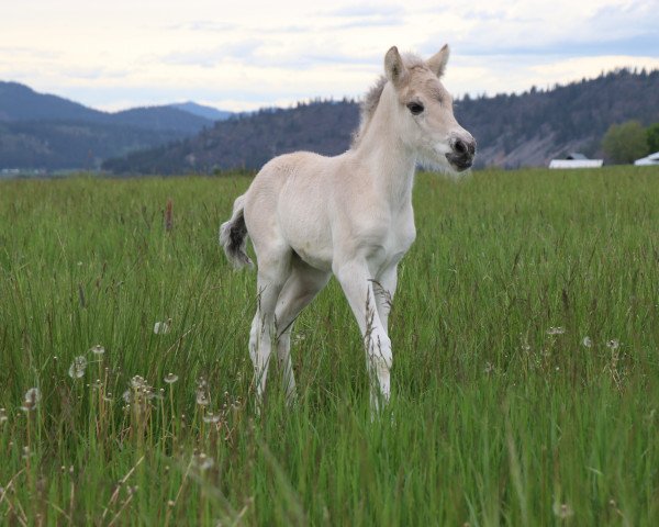 Pferd DD Grå Perle (Fjordpferd, 2022, von Tsjalle)