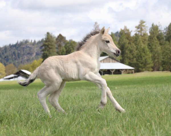 Pferd DD Sunnyside Valentina (Fjordpferd, 2022, von Tsjalle)