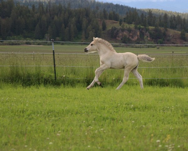 Pferd DD Finja (Fjordpferd, 2022, von Tsjalle)