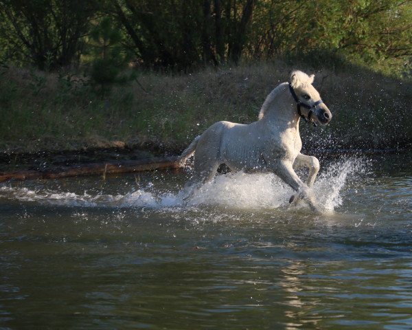 horse DD Spartan (Fjord Horse, 2021, from OFI Siljar) horse DD Spartan (Fjord Horse, 2021, from OFI Siljar)