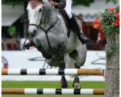 jumper Rokki 3 (Westphalian, 2005, from Condato)