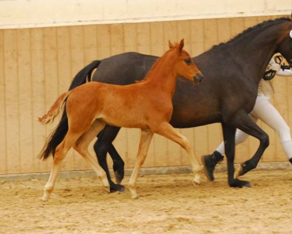 horse Viva la Vida W (German Riding Pony, 2011, from Veltin)