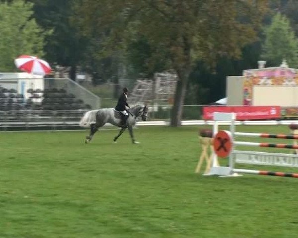 jumper Livorno (German Sport Horse, 2005, from Limoncello I)