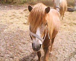 jumper Casper (KWPN (Royal Dutch Sporthorse), 2007, from Wizzerd WV)