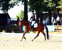 dressage horse Vinca Il Migliore A (Oldenburg, 2018, from Vitalis)