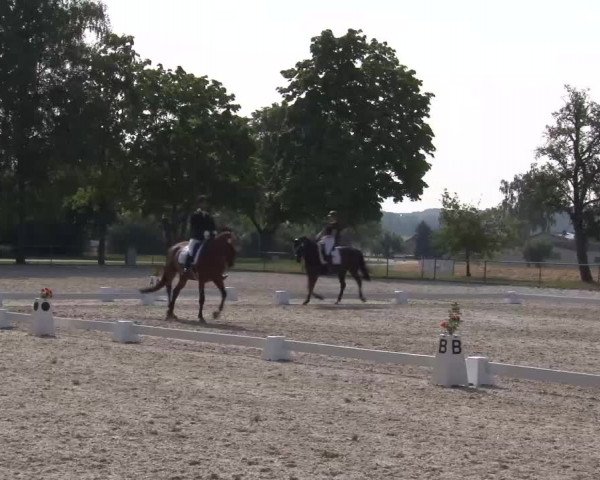 Reitturnier Rot am See- Musdorf 2022