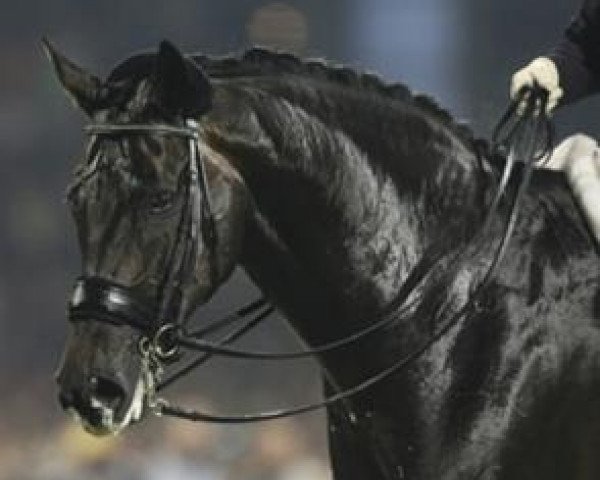 dressage horse Salieri CH (Swiss Warmblood, 1994, from Sinklair)
