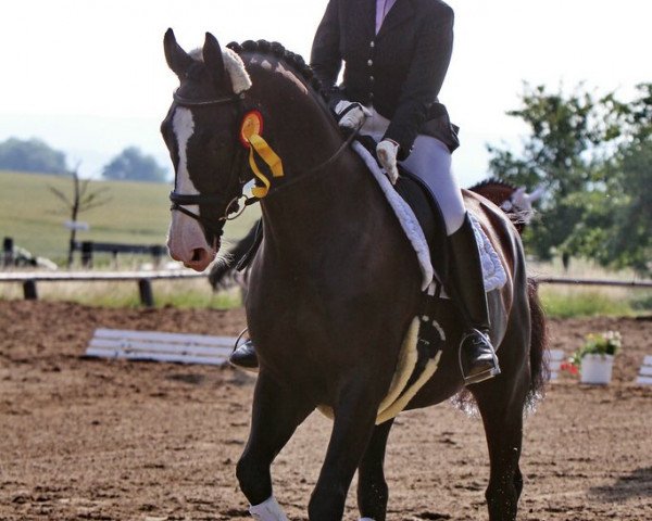 dressage horse Wrede Son of Wie Weltmeyer (Hanoverian, 1999, from Wie Weltmeyer)