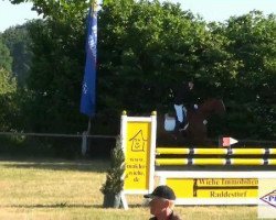 jumper Wailando 11 (Hanoverian, 2002, from Wolkentanz I)