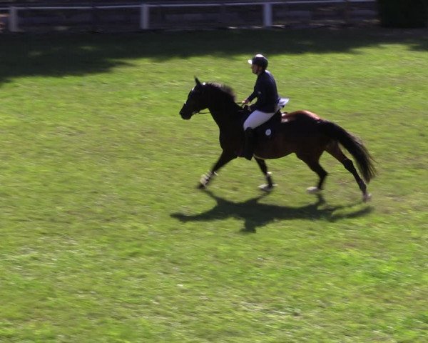 Reitturnier Cottbus-Sielow 2022