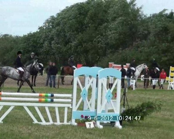 jumper Conorado (Hanoverian, 2004, from Conteur)