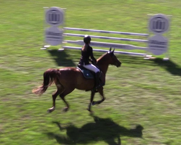 Reitturnier Cottbus-Sielow 2022