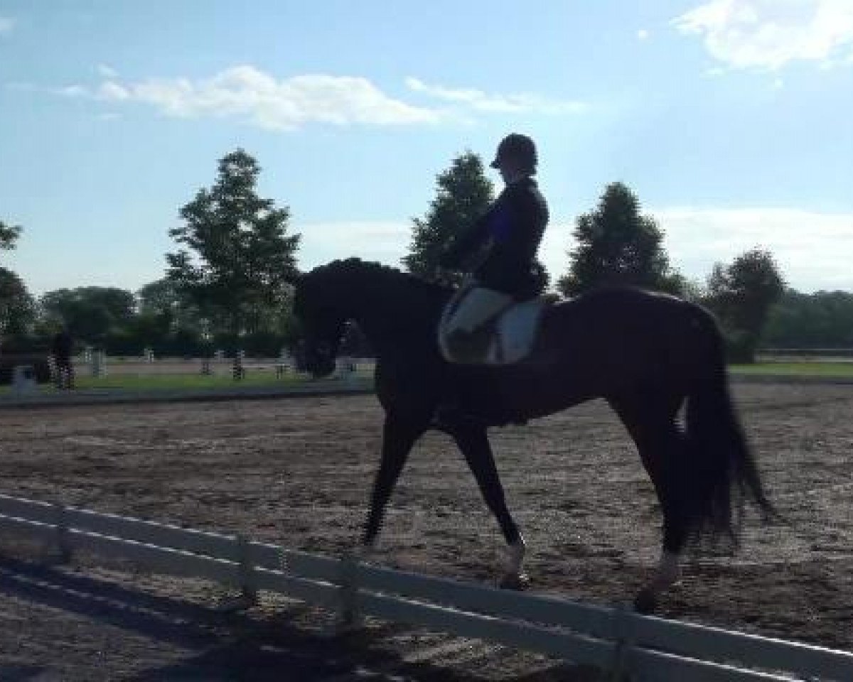 dressage horse Soleado 5 (Hanoverian, 2007, from Sandro Hit)