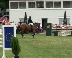 broodmare Laurina 13 (German Warmblood, 2001, from Lordanos)