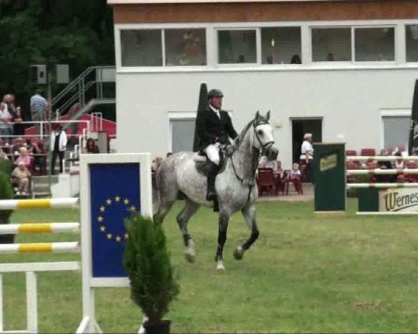 Springpferd Almatino 5 (Deutsches Reitpferd, 2000, von Acord II)