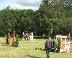 Springpferd Visco (Deutsches Reitpferd, 2004, von Vario)