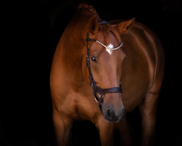 Dressurpferd Quintana Bay (Deutsches Sportpferd, 2017, von Bailando) Dressurpferd Quintana Bay (Deutsches Sportpferd, 2017, von Bailando)