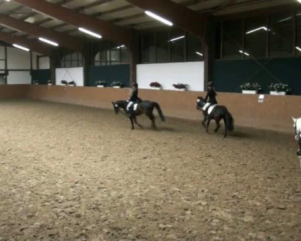 dressage horse Aribis (German Riding Pony, 2000, from Amarillys Sensation D)