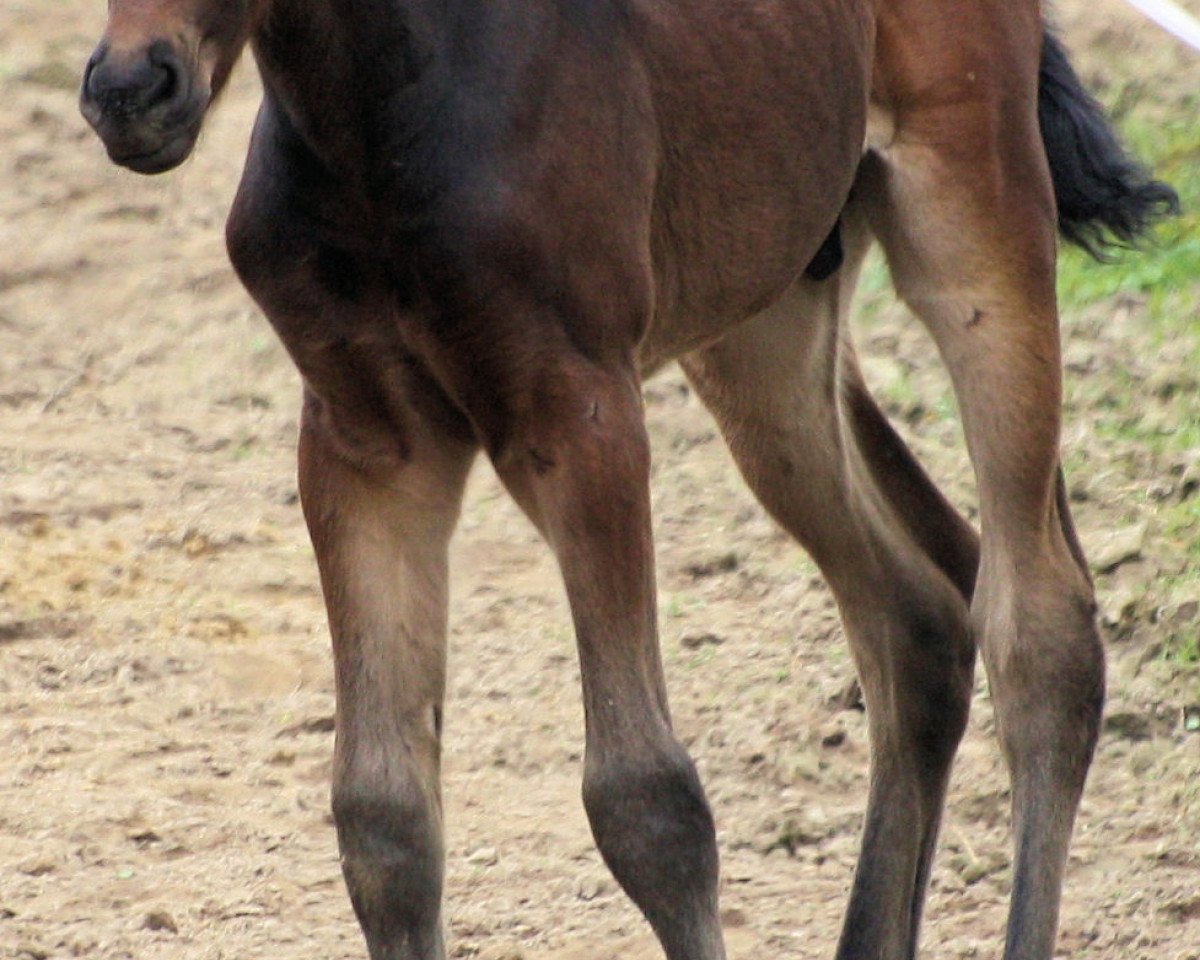 horse Fohlen (Westphalian, 2012, from Black Jack 175)