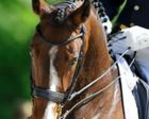 dressage horse Bukowski (Swedish Warmblood, 1999, from Briar)