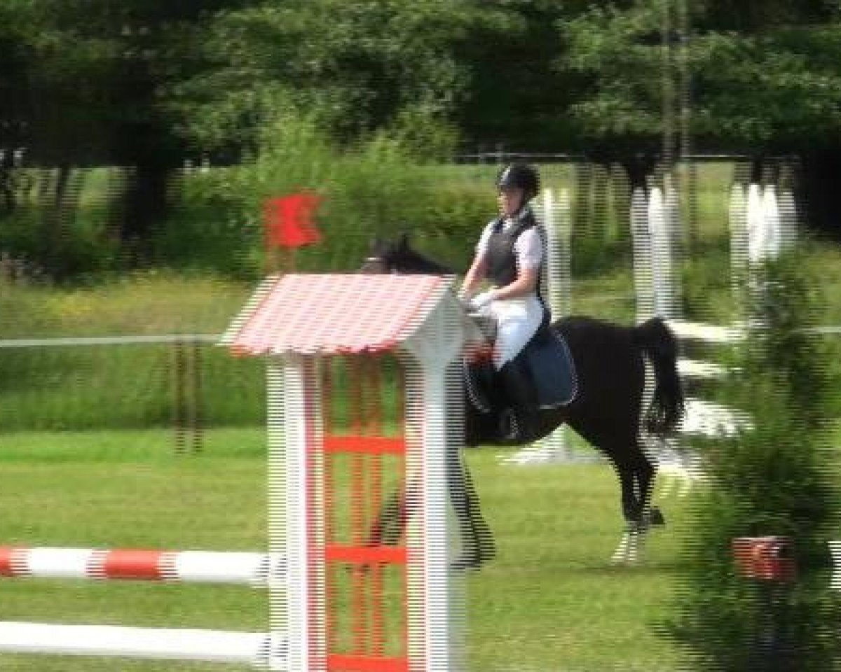jumper Nico (German Riding Pony, 2003, from Nando M)