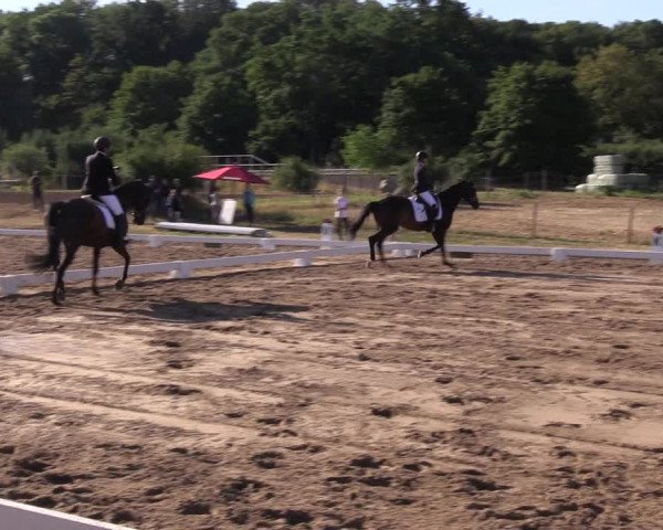 Reitturnier Halle-Seeben 2022